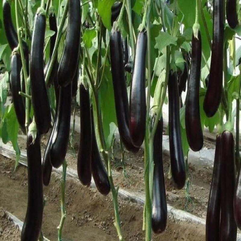 黑剑长茄子种子早熟高产抗病强耐贮运春秋播适广性强种籽大田