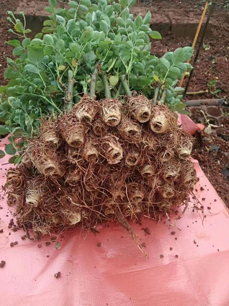 大花月季苗