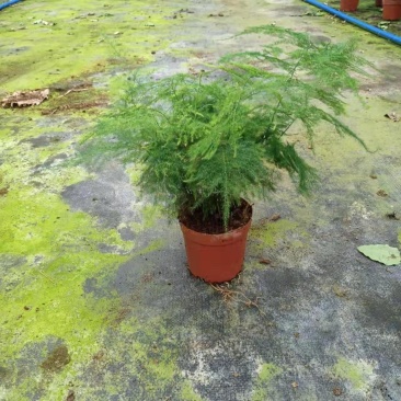 文竹盆栽盆景植物室内客厅花卉办公室桌面绿植好养四季常青大