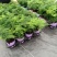 文竹盆栽盆景植物室内客厅花卉办公室桌面绿植好养四季常青大