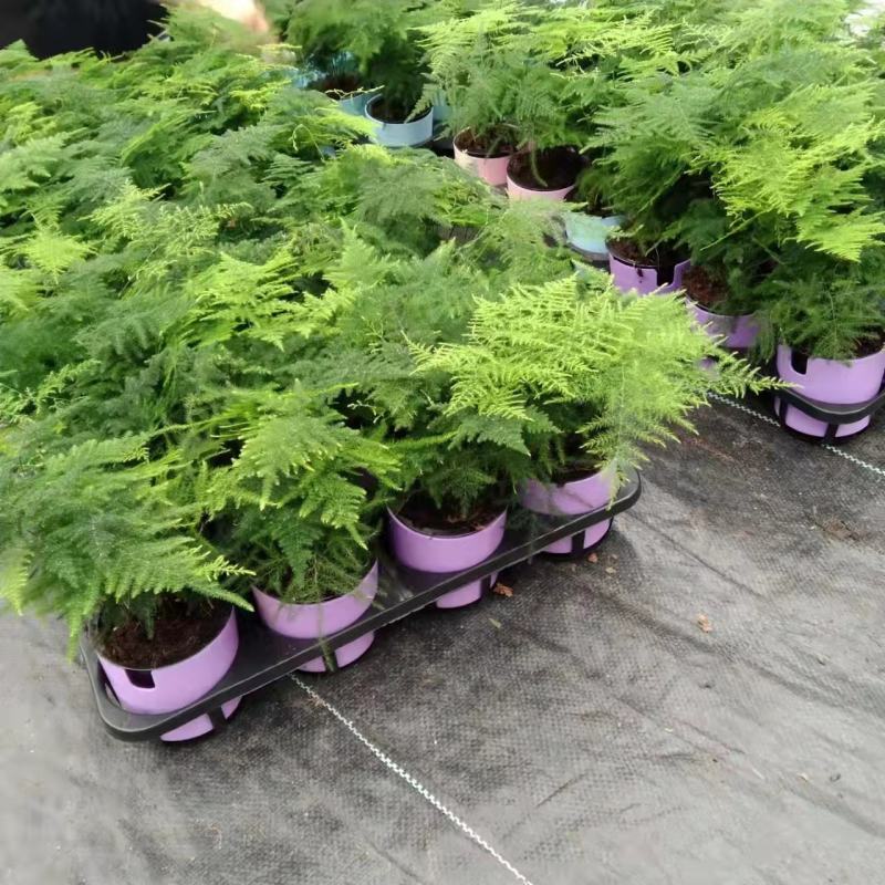 文竹盆栽盆景植物室内客厅花卉办公室桌面绿植好养四季常青大