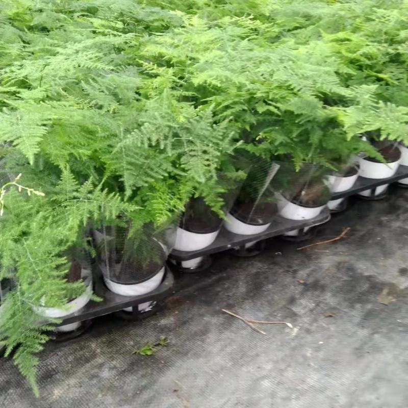 文竹盆栽盆景植物室内客厅花卉办公室桌面绿植好养四季常青大