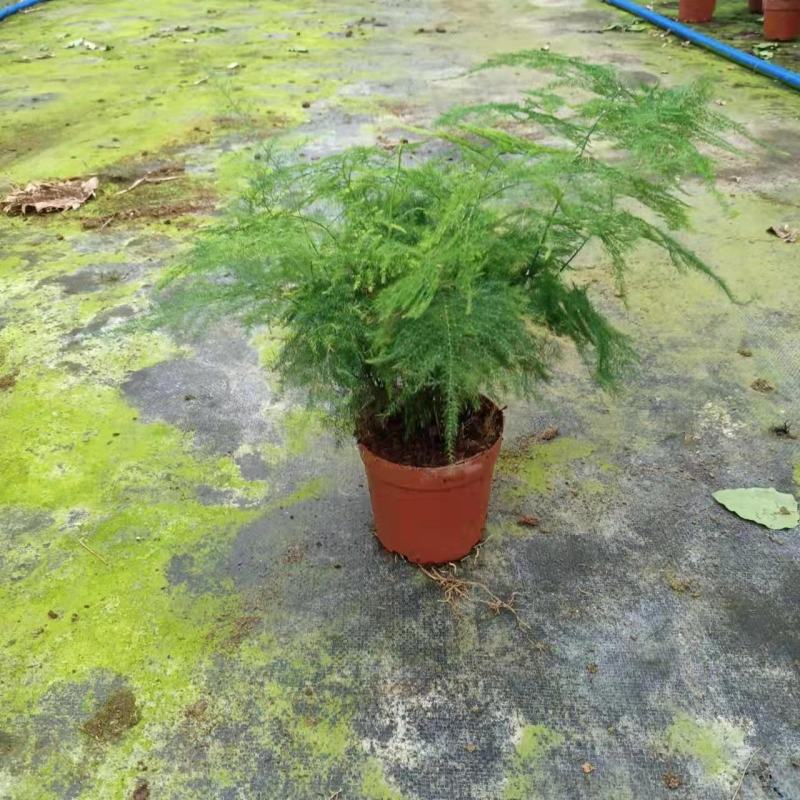 文竹盆栽盆景植物室内客厅花卉办公室桌面绿植好养四季常青大