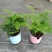 文竹盆栽盆景植物室内客厅花卉办公室桌面绿植好养四季常青大