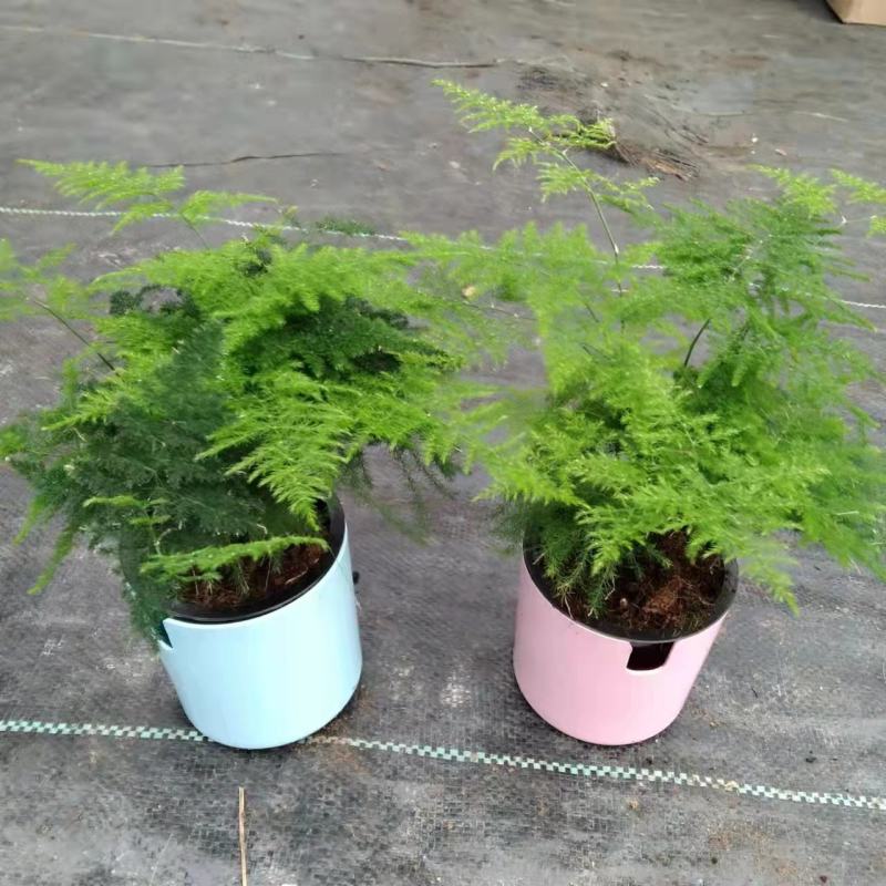 文竹盆栽盆景植物室内客厅花卉办公室桌面绿植好养四季常青大