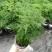 文竹盆栽盆景植物室内客厅花卉办公室桌面绿植好养四季常青大