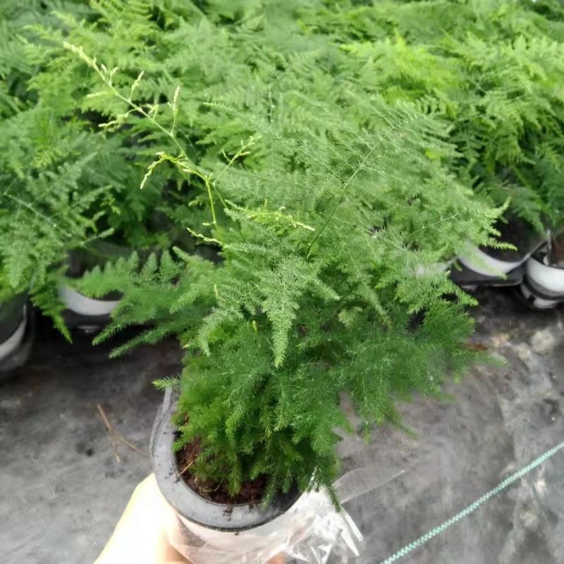 文竹盆栽盆景植物室内客厅花卉办公室桌面绿植好养四季常青大