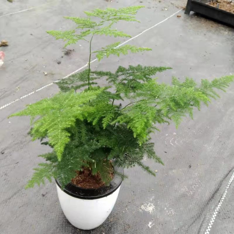 文竹盆栽盆景植物室内客厅花卉办公室桌面绿植好养四季常青大