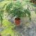 文竹盆栽盆景植物室内客厅花卉办公室桌面绿植好养四季常青大