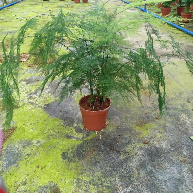 文竹盆栽盆景植物室内客厅花卉办公室桌面绿植好养四季常青大