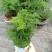 文竹盆栽盆景植物室内客厅花卉办公室桌面绿植好养四季常青大
