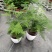 文竹盆栽盆景植物室内客厅花卉办公室桌面绿植好养四季常青大