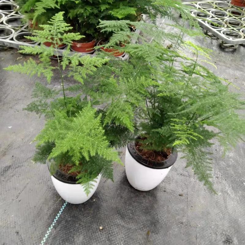 文竹盆栽盆景植物室内客厅花卉办公室桌面绿植好养四季常青大