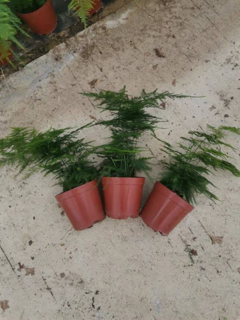 文竹盆栽盆景植物室内客厅花卉办公室桌面绿植好养四季常青大