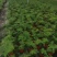 文竹盆栽盆景植物室内客厅花卉办公室桌面绿植好养四季常青大