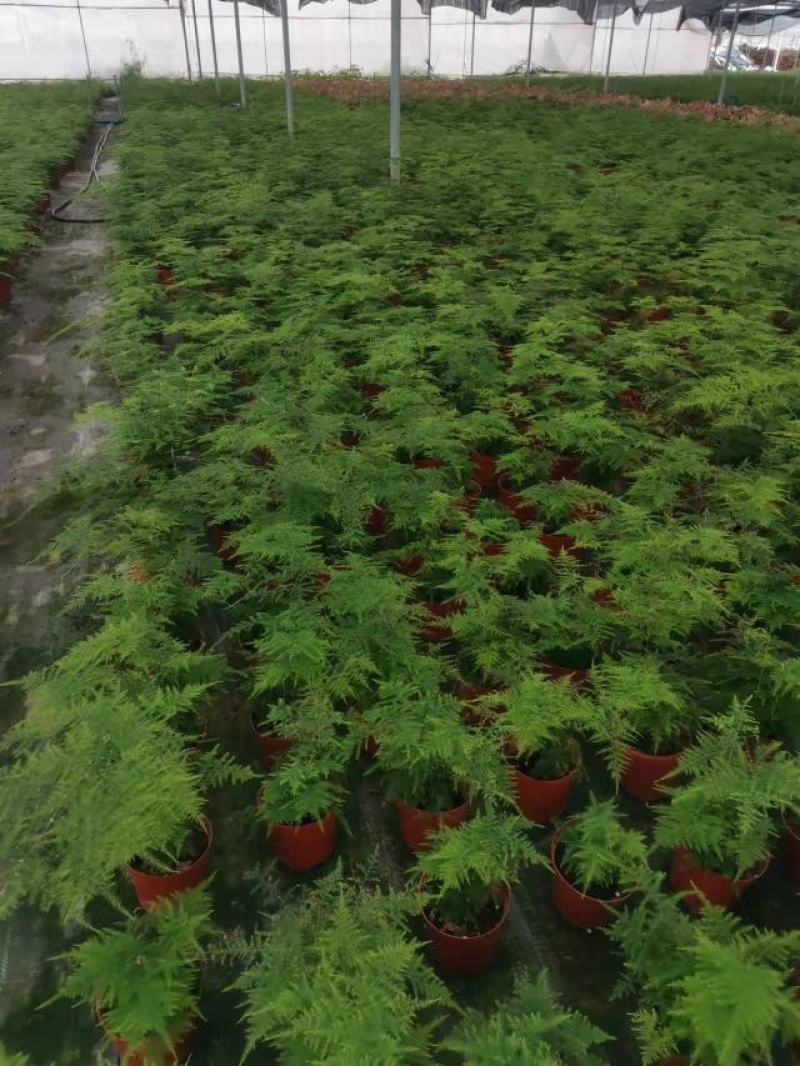 文竹盆栽盆景植物室内客厅花卉办公室桌面绿植好养四季常青大
