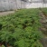 文竹盆栽盆景植物室内客厅花卉办公室桌面绿植好养四季常青大