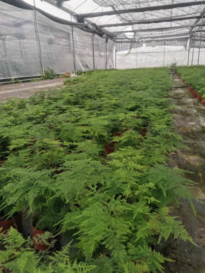 文竹盆栽盆景植物室内客厅花卉办公室桌面绿植好养四季常青大