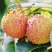 荔枝空运至全国几小时到货#妃子笑#桂味荔枝