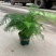 文竹盆栽盆景植物室内客厅花卉办公室桌面绿植好养四季常青大