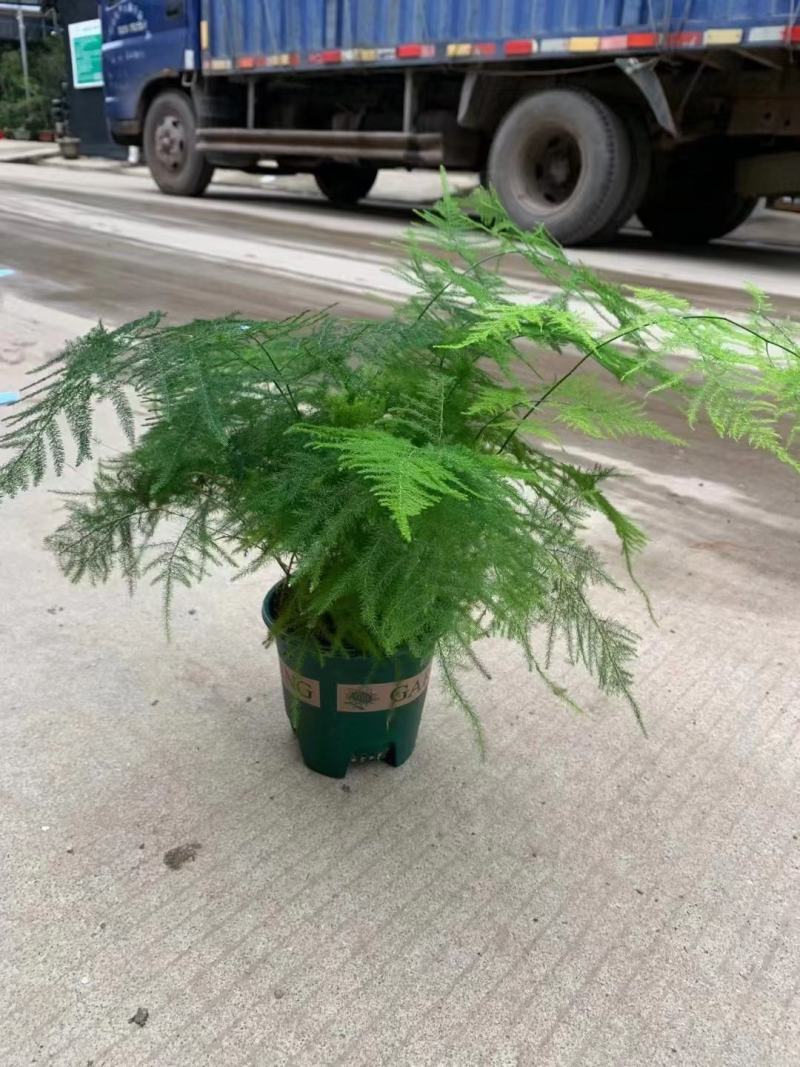 文竹盆栽盆景植物室内客厅花卉办公室桌面绿植好养四季常青大