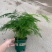 文竹盆栽盆景植物室内客厅花卉办公室桌面绿植好养四季常青大