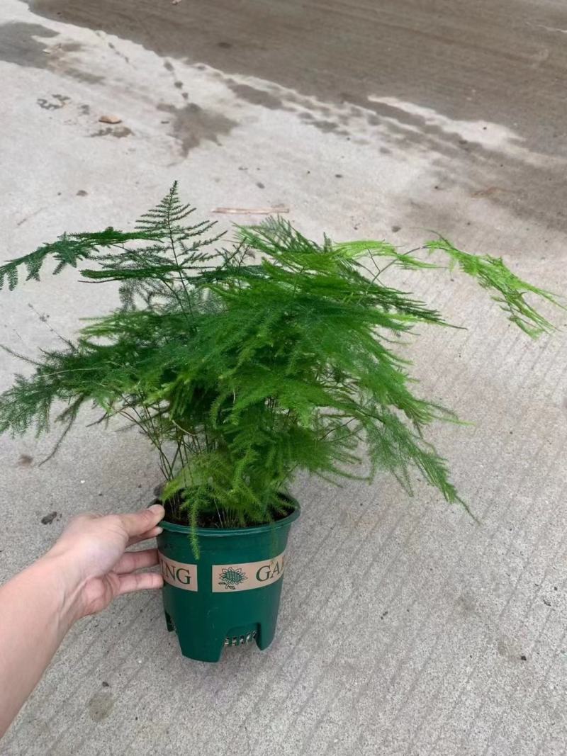 文竹盆栽盆景植物室内客厅花卉办公室桌面绿植好养四季常青大