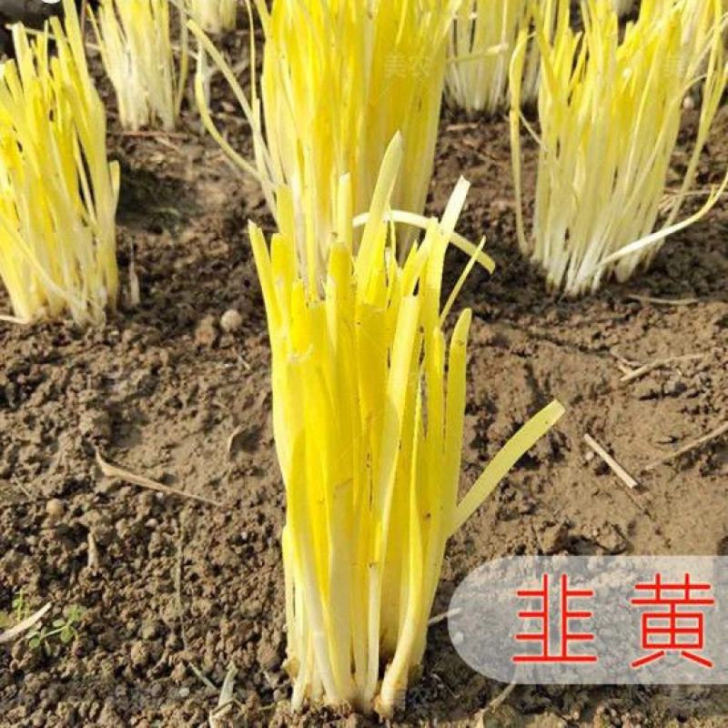 优质韭黄种子黄韭一号种子富韭黄金杆黄韭黄种子抗寒抗病
