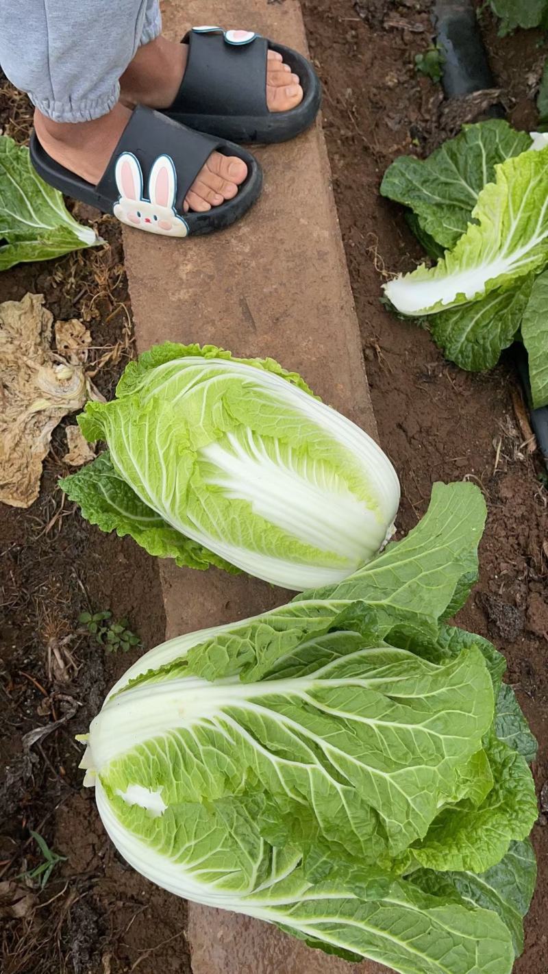 临沂兰陵春白菜大量供应产地直发