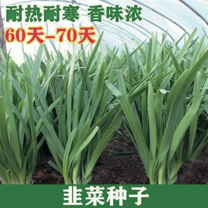 太空神剑白根韭菜籽种子四季可播蔬菜种籽韭菜种子