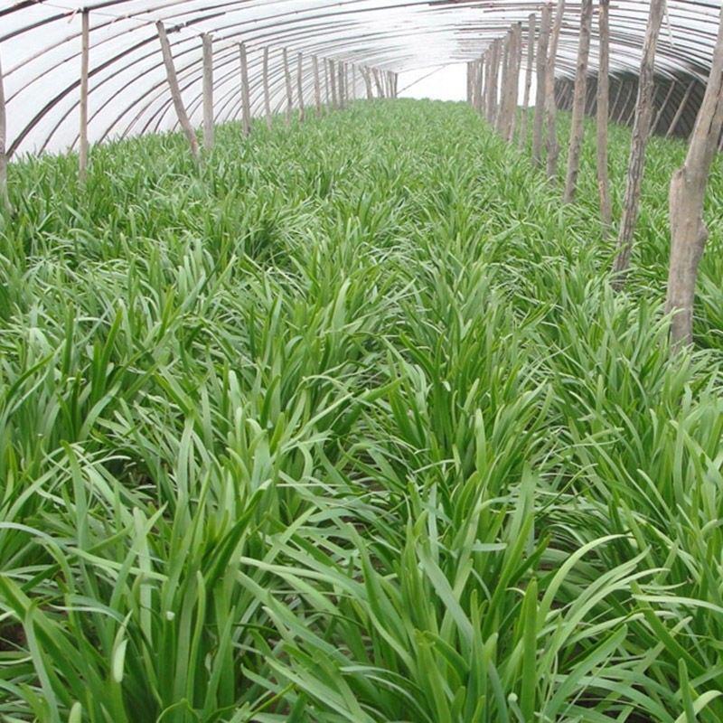 太空神剑白根韭菜籽种子四季可播蔬菜种籽韭菜种子