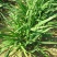 太空神剑白根韭菜籽种子四季可播蔬菜种籽韭菜种子