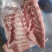 新鲜冷冻猪肋排猪半排猪排骨20斤一件