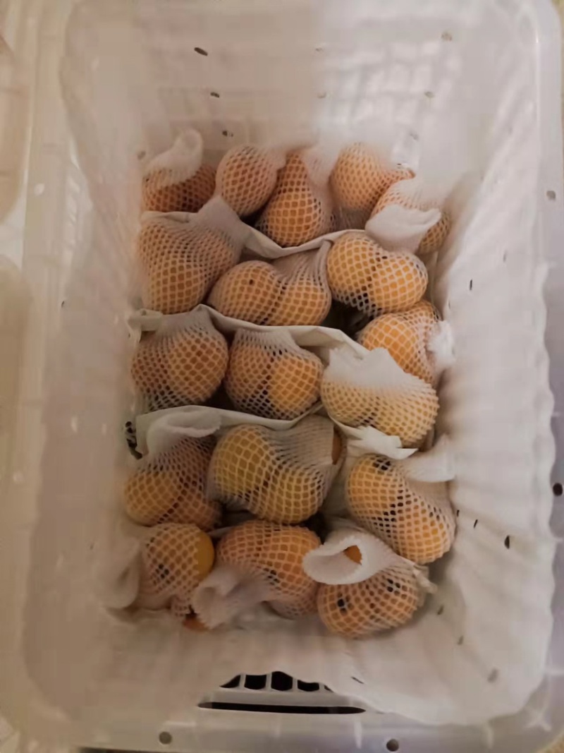 云霄枇杷无药大果