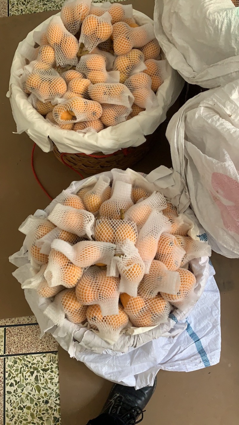 云霄枇杷无药大果