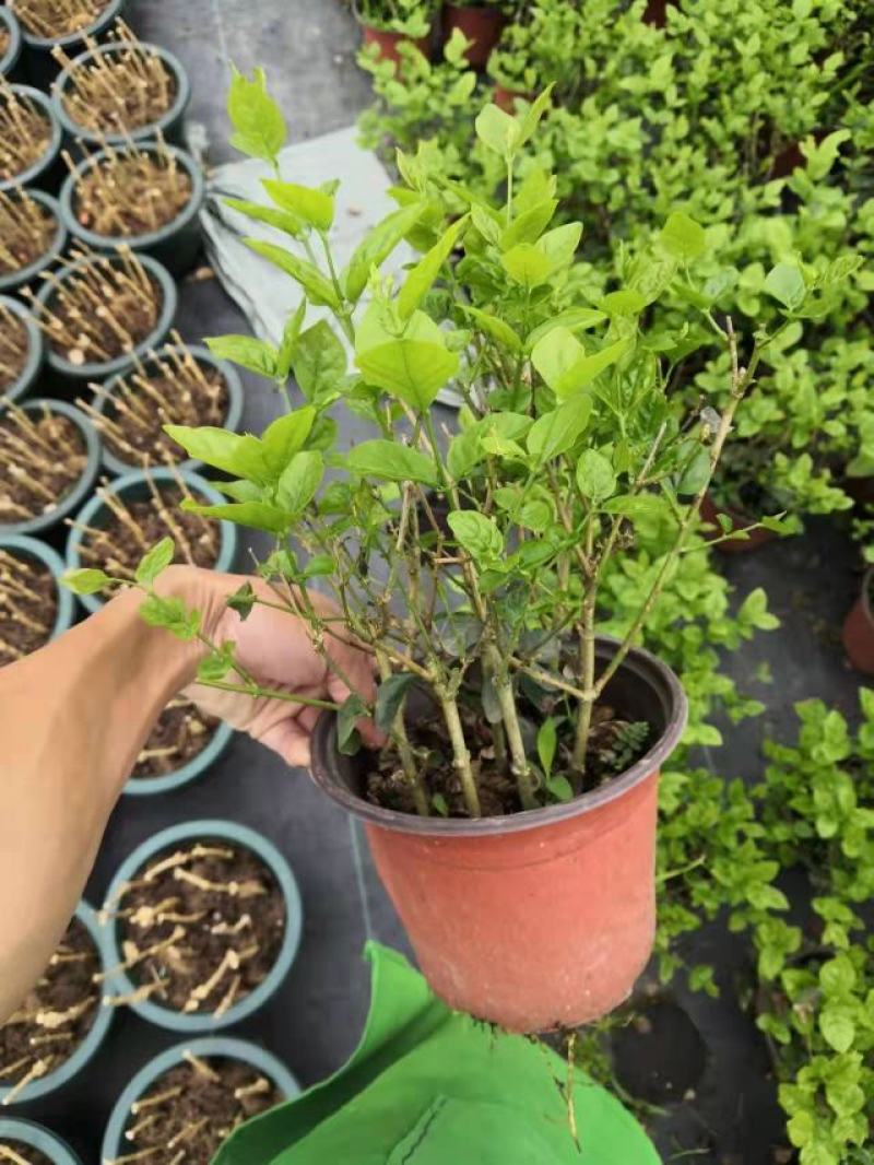 茉莉花苗盆栽带花苞九里香老桩水培花卉大全绿植物室内四