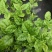茉莉花苗盆栽带花苞九里香老桩水培花卉大全绿植物室内四