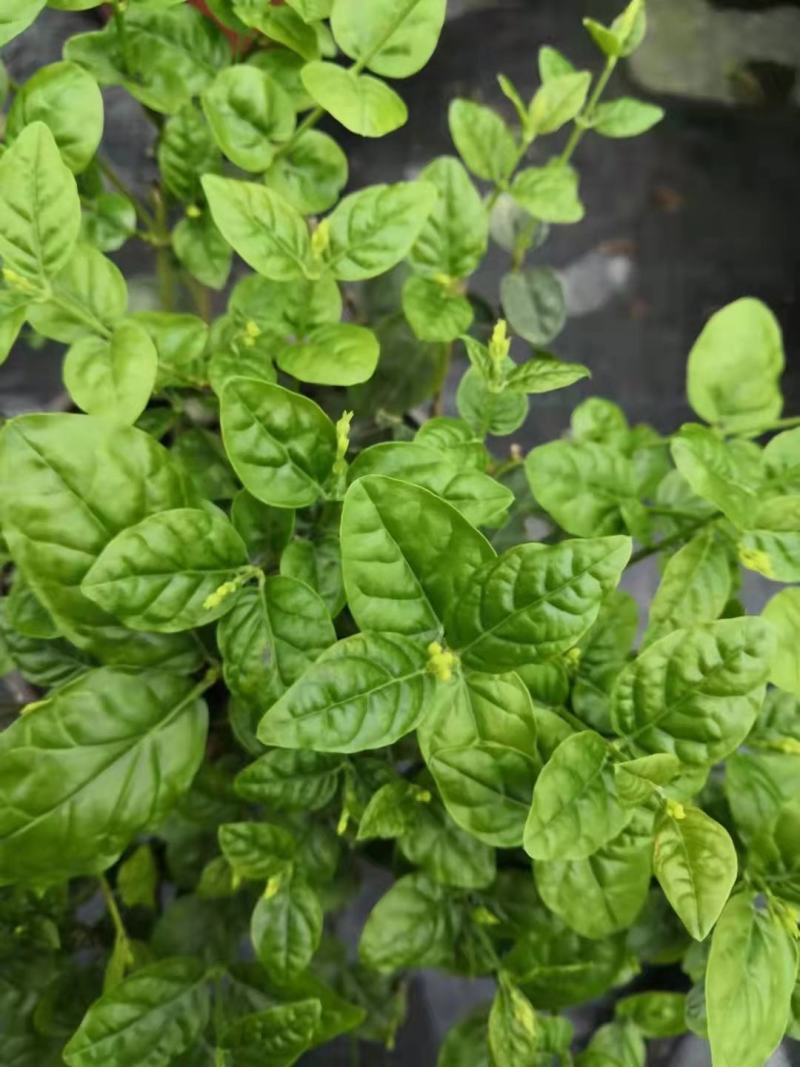 茉莉花苗盆栽带花苞九里香老桩水培花卉大全绿植物室内四