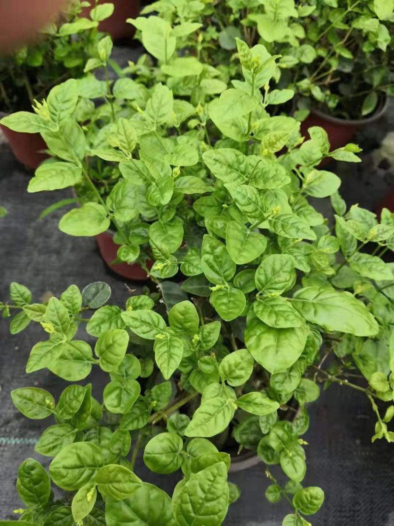 茉莉花苗盆栽带花苞九里香老桩水培花卉大全绿植物室内四