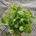 茉莉花苗盆栽带花苞九里香老桩水培花卉大全绿植物室内四
