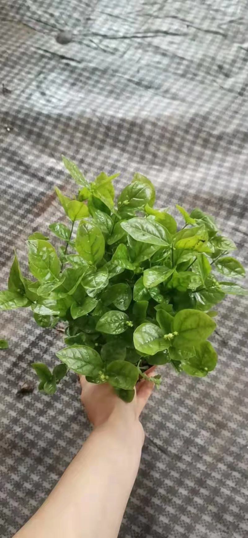 茉莉花苗盆栽带花苞九里香老桩水培花卉大全绿植物室内四