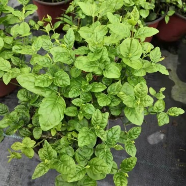 茉莉花苗盆栽带花苞九里香老桩水培花卉大全绿植物室内四