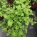 茉莉花苗盆栽带花苞九里香老桩水培花卉大全绿植物室内四
