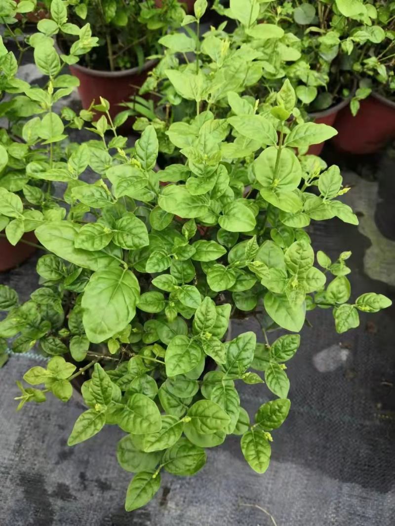 茉莉花苗盆栽带花苞九里香老桩水培花卉大全绿植物室内四