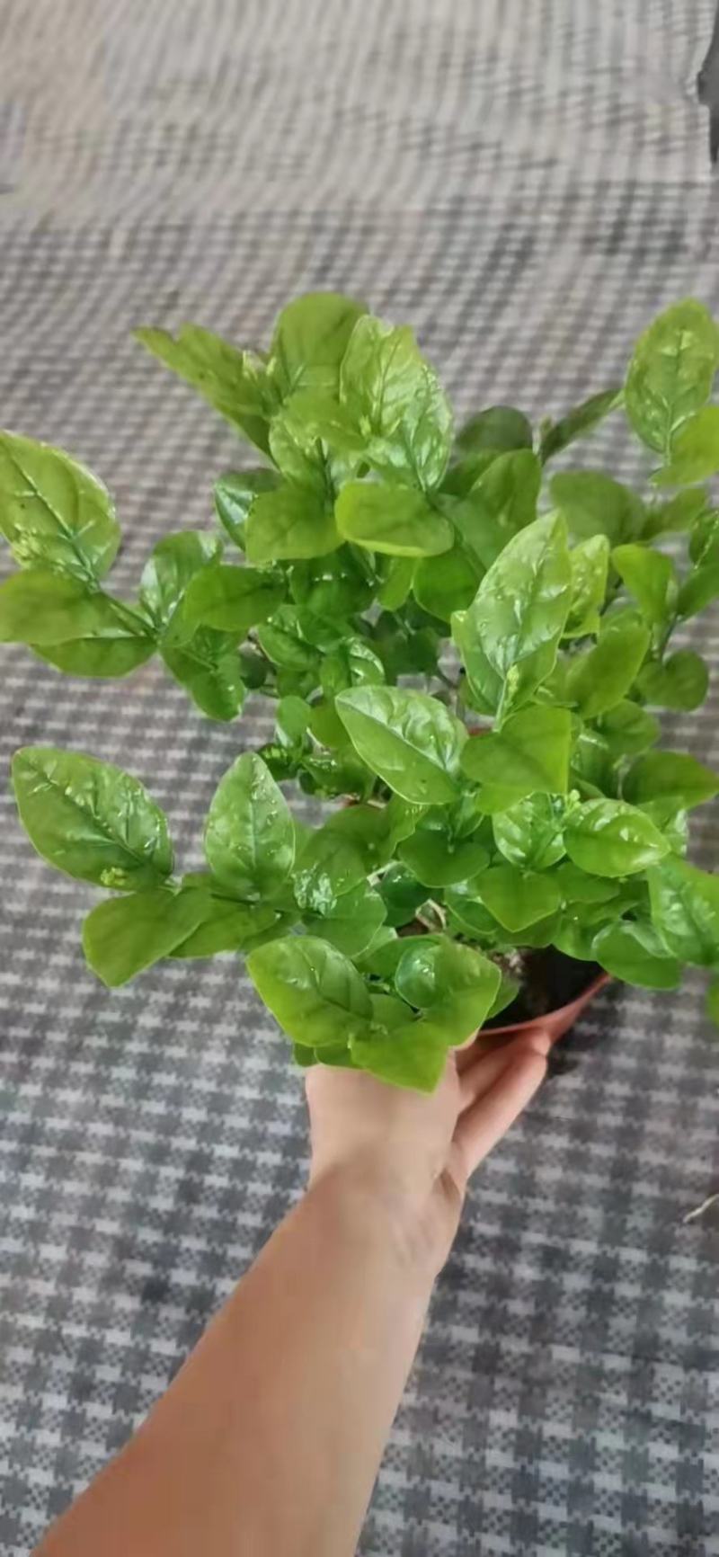 茉莉花苗盆栽带花苞九里香老桩水培花卉大全绿植物室内四