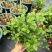 茉莉花苗盆栽带花苞九里香老桩水培花卉大全绿植物室内四