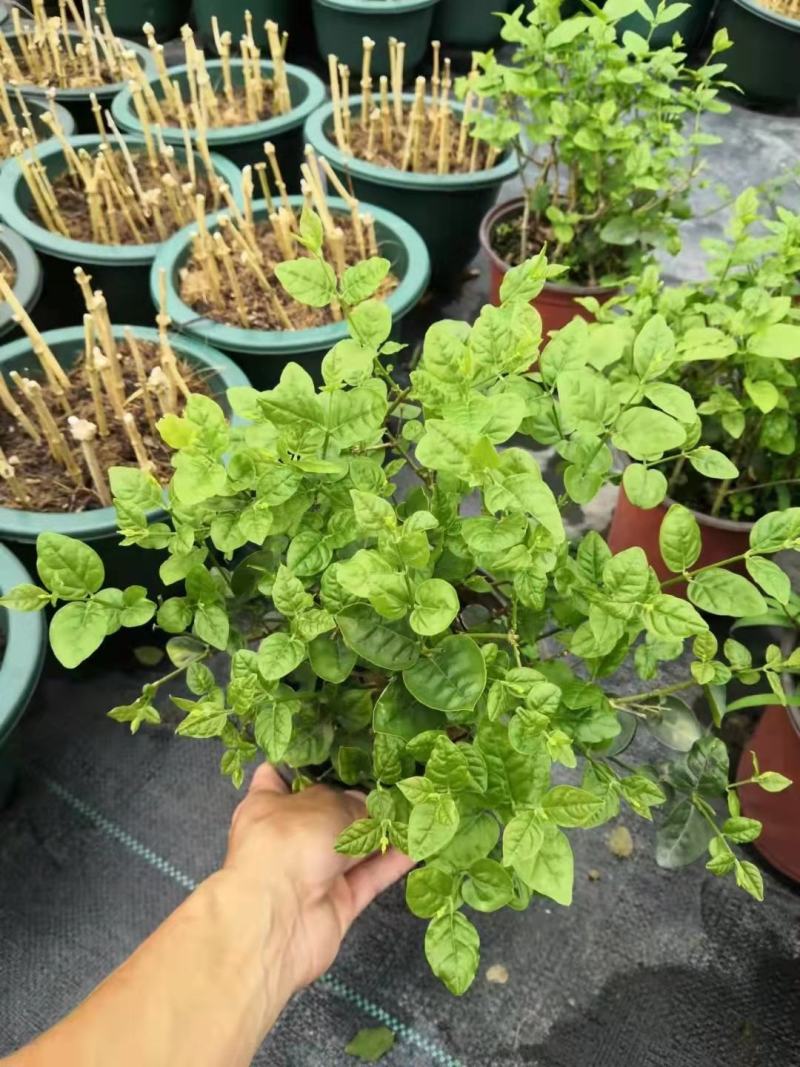 茉莉花苗盆栽带花苞九里香老桩水培花卉大全绿植物室内四