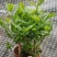 茉莉花苗盆栽带花苞九里香老桩水培花卉大全绿植物室内四