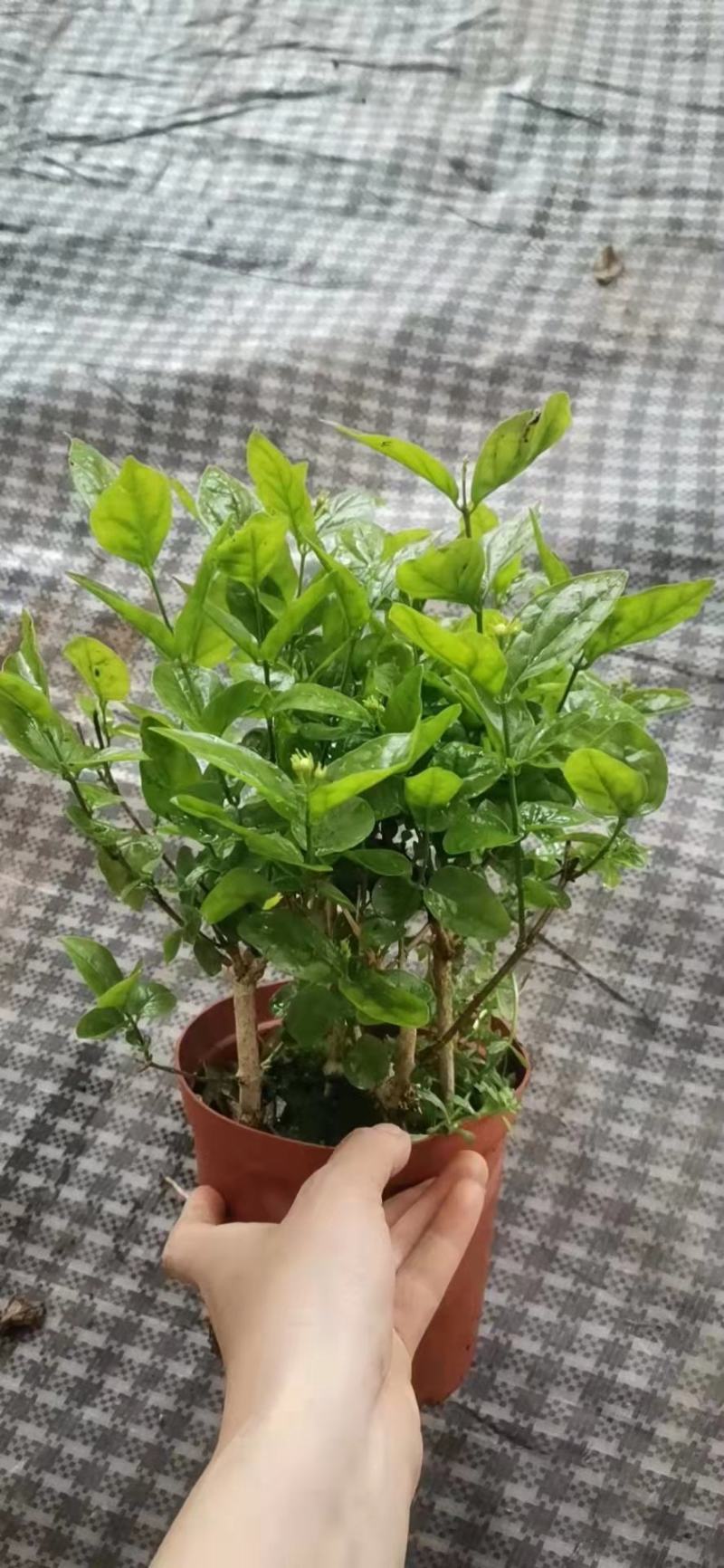 茉莉花苗盆栽带花苞九里香老桩水培花卉大全绿植物室内四