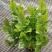 茉莉花苗盆栽带花苞九里香老桩水培花卉大全绿植物室内四